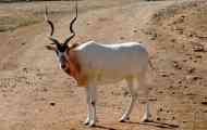 Antelope addax