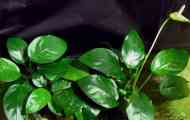 Anubias barder: съдържание, репродукция, описание, снимка