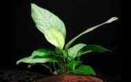 Anubias хетерофила: описание, съдържание, размножаване.