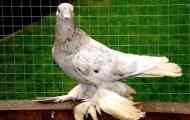 Армавир гълъби - луксозна съблазнена порода