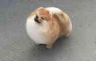 Каква е разликата между pomeranian spitz от германците