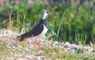 Lapwing