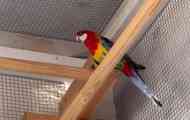 Pet rosella