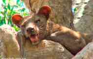 Fossa