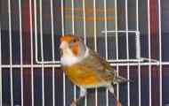 Gybrid canary и wresk