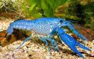 Син кубински рак (procambarus cubensis): описание, снимка