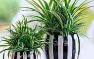 Хлорофитум: грижи, описание, отглеждане, снимка, видове, видео, нагоре., поливане...
