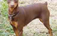 Dwarf pinscher: снимка, порода описание, цена