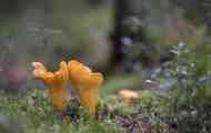 Chanterelles