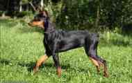 Немски pinscher: описание и стандарти