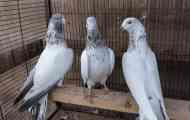 Пакистански гълъби - въздушен задник с незабележим външен вид...