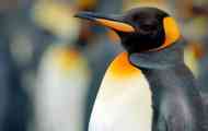 Защо пингвините на антарктика са почти 20 пъти по-големи от екваториалните...