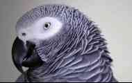 Папагале-wunderkinda