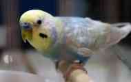 Parrot предложи чичо се движи в предпочитание