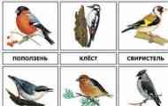 Птици, живеещи в средната лента на русия