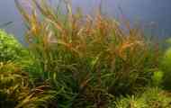 Rdes