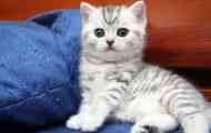 Препоръки за грижа за британските котенца