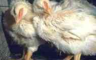 Дихателна микоплазмоза при пилета бройлери симптоми и лечение...
