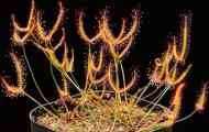 Sundew