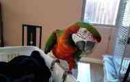 Съдържание и хранене parrot ara у дома