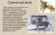 Лятно вълк: история и описание на тасманийския тигър
