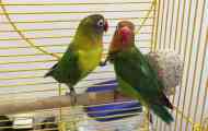 Грижа и поддръжка на папагалите на lovebird
