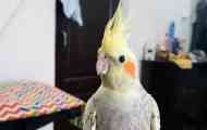 Вместо един човек ми направи предложение за папагал от леля си...