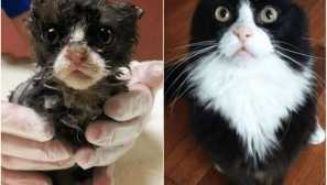 10 Котки преди и след като бяха взети от улицата