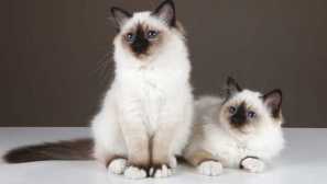 10 Най-добри породи котки за апартаменти