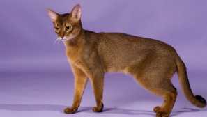 10 Най-красиви породи котки