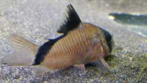 15 Най-добри видове аквариум сомс