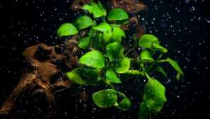 26 Аквариумни растения, които се нуждаят от малка светлина