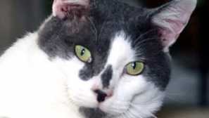 3 Фантастични истории за прогнозни котки, които се случиха в реалния живот