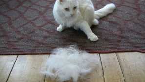 4 Основни причини за загуба на вълна при котки, без да се брои сезонната лисия