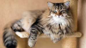 4 Породи котки, които не са склонни към болести и няма да дават големи проблеми