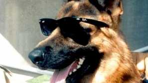 5 Домашни любимци, чието богатство може да бъде завидено само