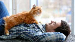 5 Общи грешки, които правят собствениците на котки