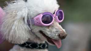 5 От най-странните стоки за кучета, които не харесват домашни любимци