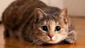 5 Страни, в които не обичат котките, за които чарша падна в несътворител