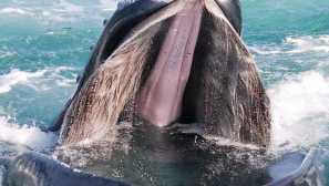 5 Вида животни, които имат най-дълги езици в света