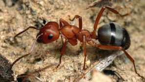 5 Животни, обитаващи нашата планета след динозаврите