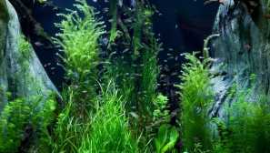 6 Методи за охлаждане на аквариума