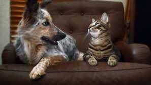 6 Характеристики на поведението на котките и кучетата, за които можете да предскажете замръзване