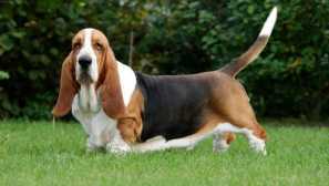 6 Породи кучета, които ще повишат настроението дори в най-дъждовния ден