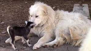 7 Невероятни истории за котки и кучета, които оцеляват в екстремни условия