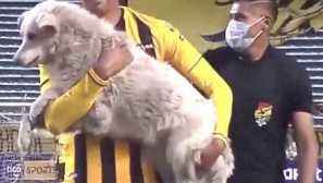 8 Кучета, които неочаквано станаха звезди на футболни мачове