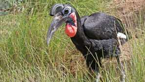 Абисински рога гарван