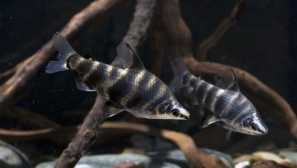 Abmanites мрамор: съдържание, грижи, размножаване, снимка, поведение, заболяване, съвместимост