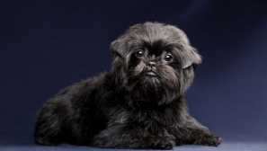 Affentpinscher: описание на породата и характеристиките на съдържанието