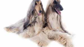 Афганистански съвет: произходът на породата и природата на кучето